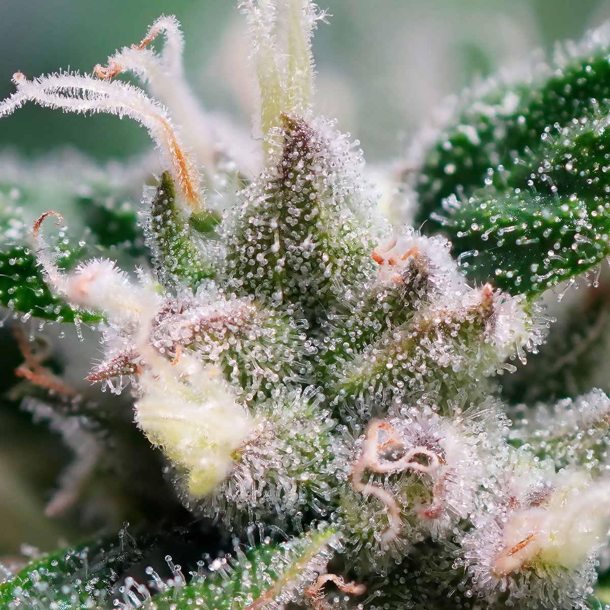 Trichomes are their own little world.. &amp; honestly, we just want to live in it👀⁠

This beauty is Auto Orange Bud. Big, sticky buds with a bold orange aroma you can smell from a mile away🍊

Ready in 11 weeks (12–15 outdoors). 100% worth the wait💚

➡️ tinyurl.com/33h8avb7