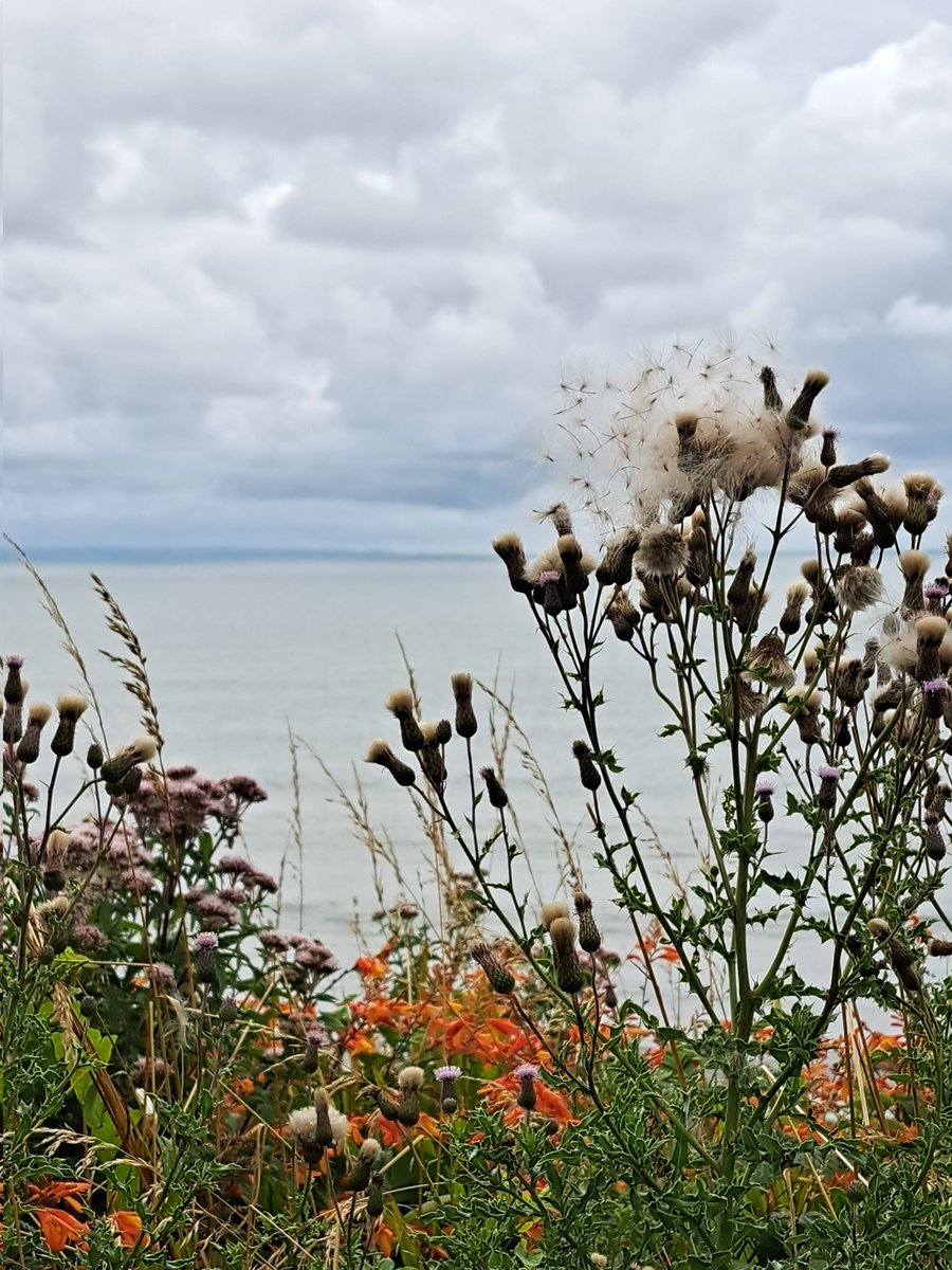 AuthorTracyRees's tweet image. Halfway through a manically busy Monday, a beautiful walk. Wildflowers, cliffs, sea and countless bees. What heaven. Spirits soothed, sanity saved #walking #nature #MondayMorning #MondayMotivation #AuthorLife #books #flowers