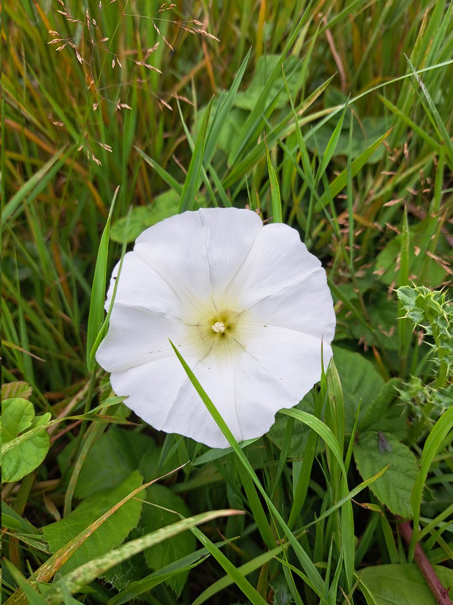 AuthorTracyRees's tweet image. Halfway through a manically busy Monday, a beautiful walk. Wildflowers, cliffs, sea and countless bees. What heaven. Spirits soothed, sanity saved #walking #nature #MondayMorning #MondayMotivation #AuthorLife #books #flowers
