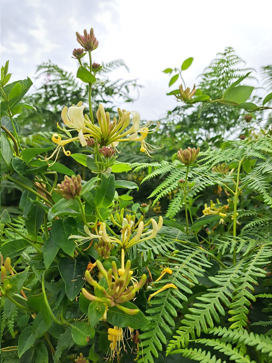AuthorTracyRees's tweet image. Halfway through a manically busy Monday, a beautiful walk. Wildflowers, cliffs, sea and countless bees. What heaven. Spirits soothed, sanity saved #walking #nature #MondayMorning #MondayMotivation #AuthorLife #books #flowers