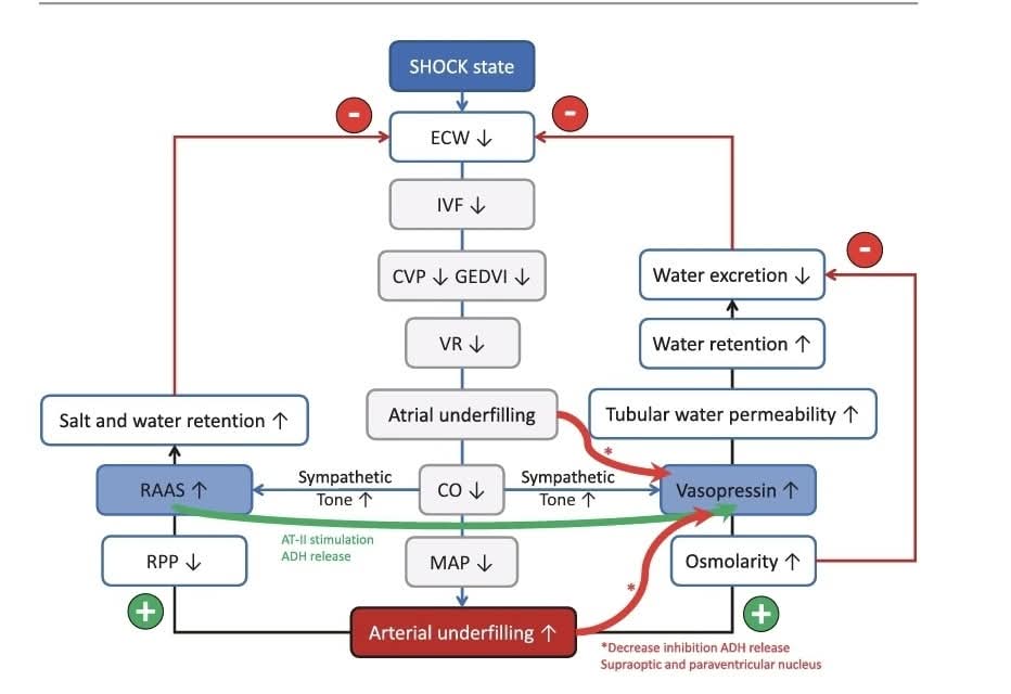 📍💧Dinámica de los líquidos durante la reanimación💥: de Frank-Starling a la reevaluación de Guyton💧💧💧
👇👇👇👇👇
fluidacademy.mn.co/posts/rational…
🔓🔑
acrobat.adobe.com/link/review?ur…