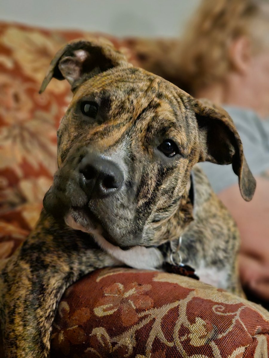 Joshua Da Murderer tweet media