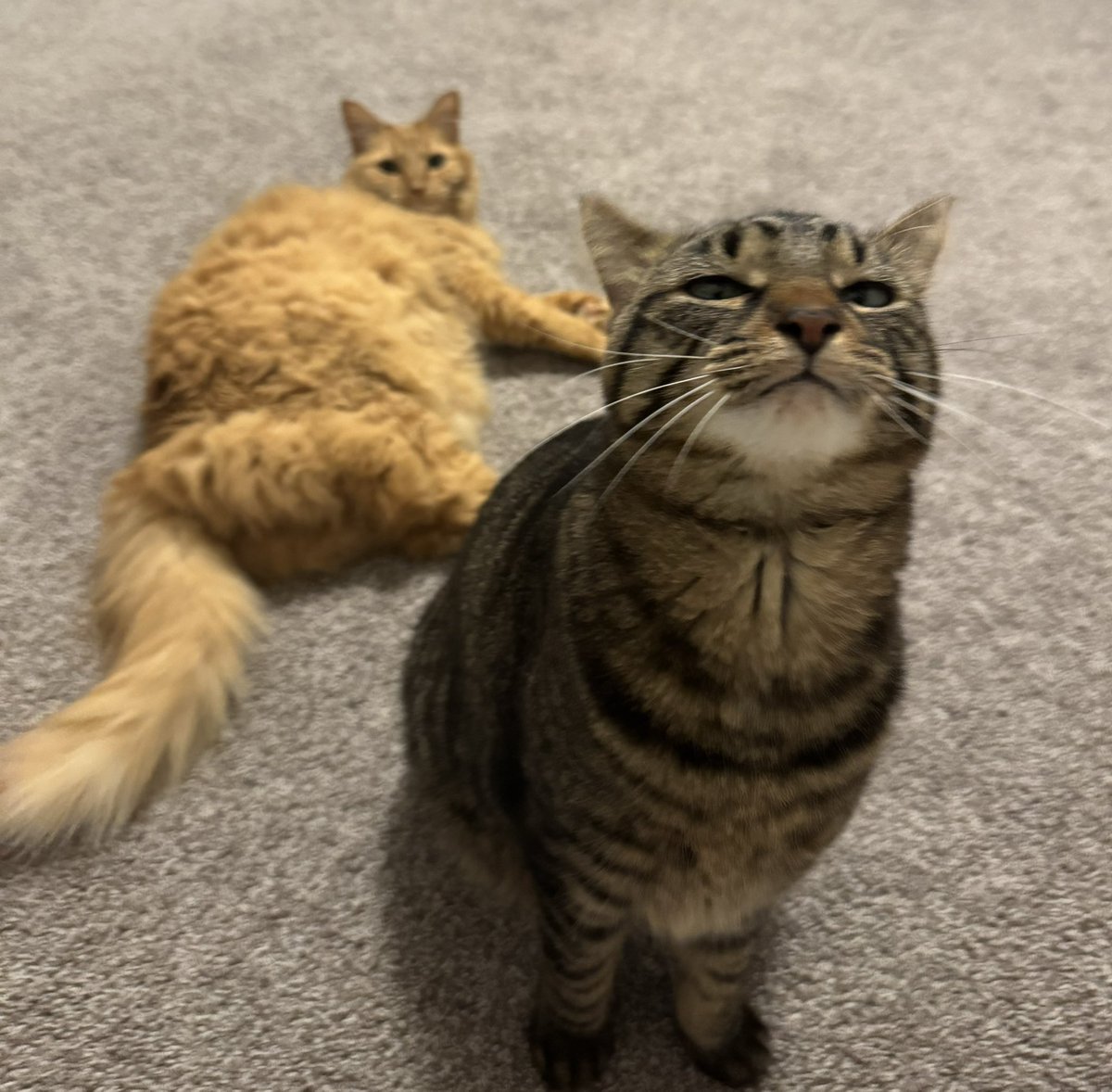 prion_tv tweet media