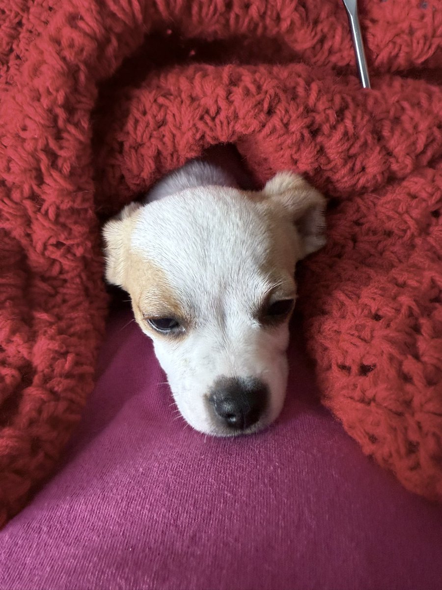 Sherman snug as a bug in an afghan