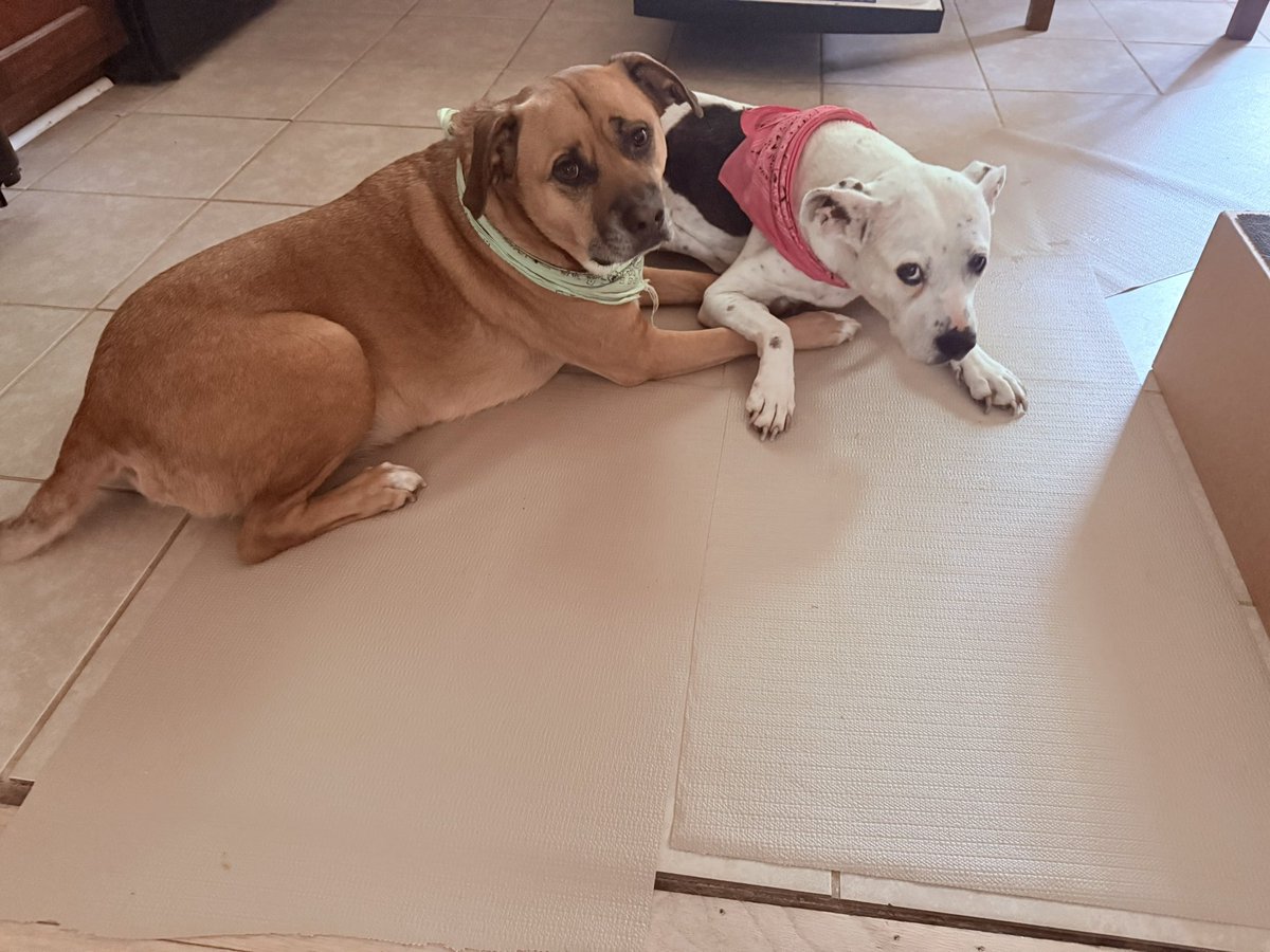 SM_Pollard's tweet image. Polly (the white dog) has been struggling a lot due to arthritis the past few days, and I caught Leon (the brown dog) providing emotional support. 😭😭😭

I feel so bad for my baby girl, but this was so sweet.