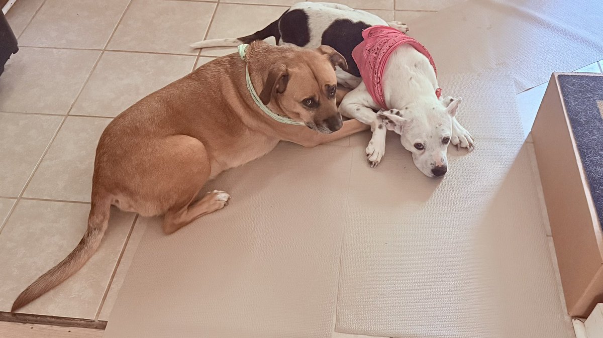 SM_Pollard's tweet image. Polly (the white dog) has been struggling a lot due to arthritis the past few days, and I caught Leon (the brown dog) providing emotional support. 😭😭😭

I feel so bad for my baby girl, but this was so sweet.