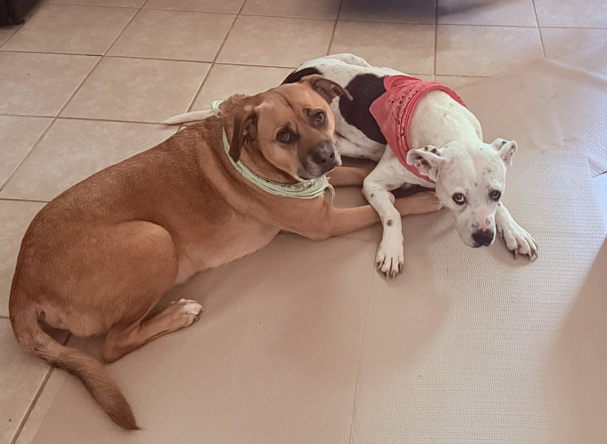 SM_Pollard's tweet image. Polly (the white dog) has been struggling a lot due to arthritis the past few days, and I caught Leon (the brown dog) providing emotional support. 😭😭😭

I feel so bad for my baby girl, but this was so sweet.