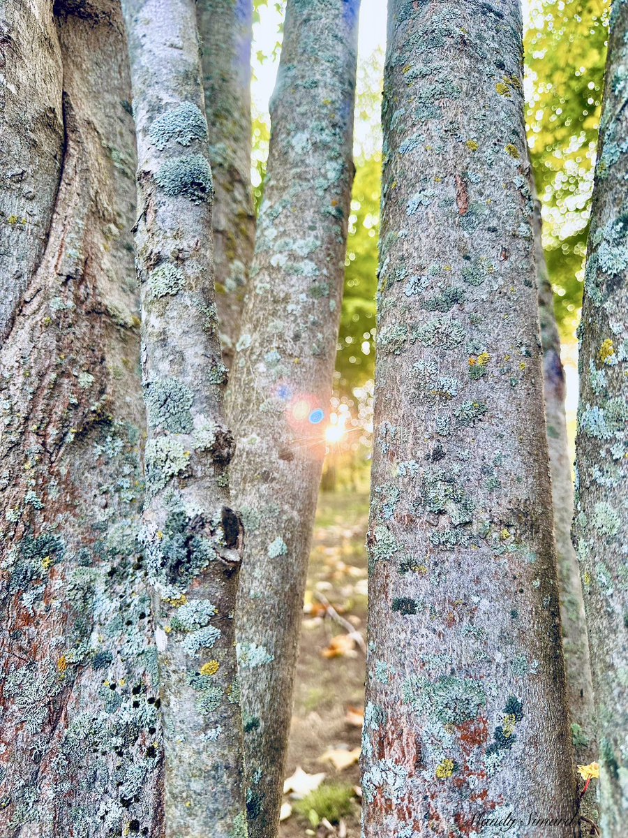 MandyLSimard's tweet image. Share your Nature pictures! 🌿📸
“Look closely at nature. Every day,
it’s teaching us how to slow down,
how to bloom,
how to begin again.”