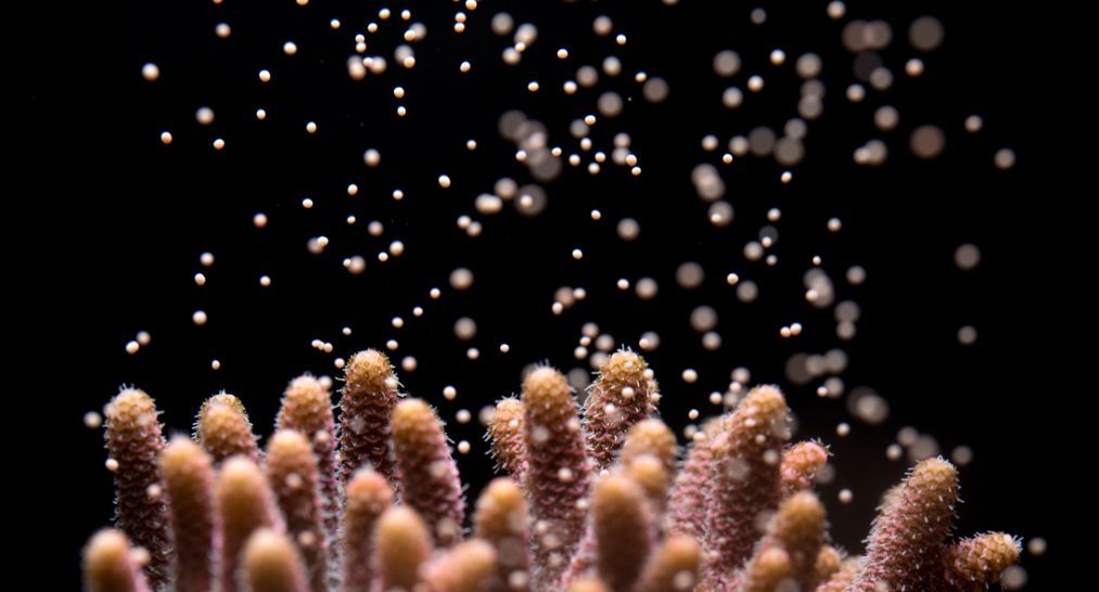 reef_research's tweet image. Coral Spawning Research: CRC Larval Propagation Working Group (Gauge of Interest)
The CRC Larval Propagation Working Group would like to support larval propagation efforts this spawning season and beyond. They would like to hold a series of Q&As through their Facebook to provide…