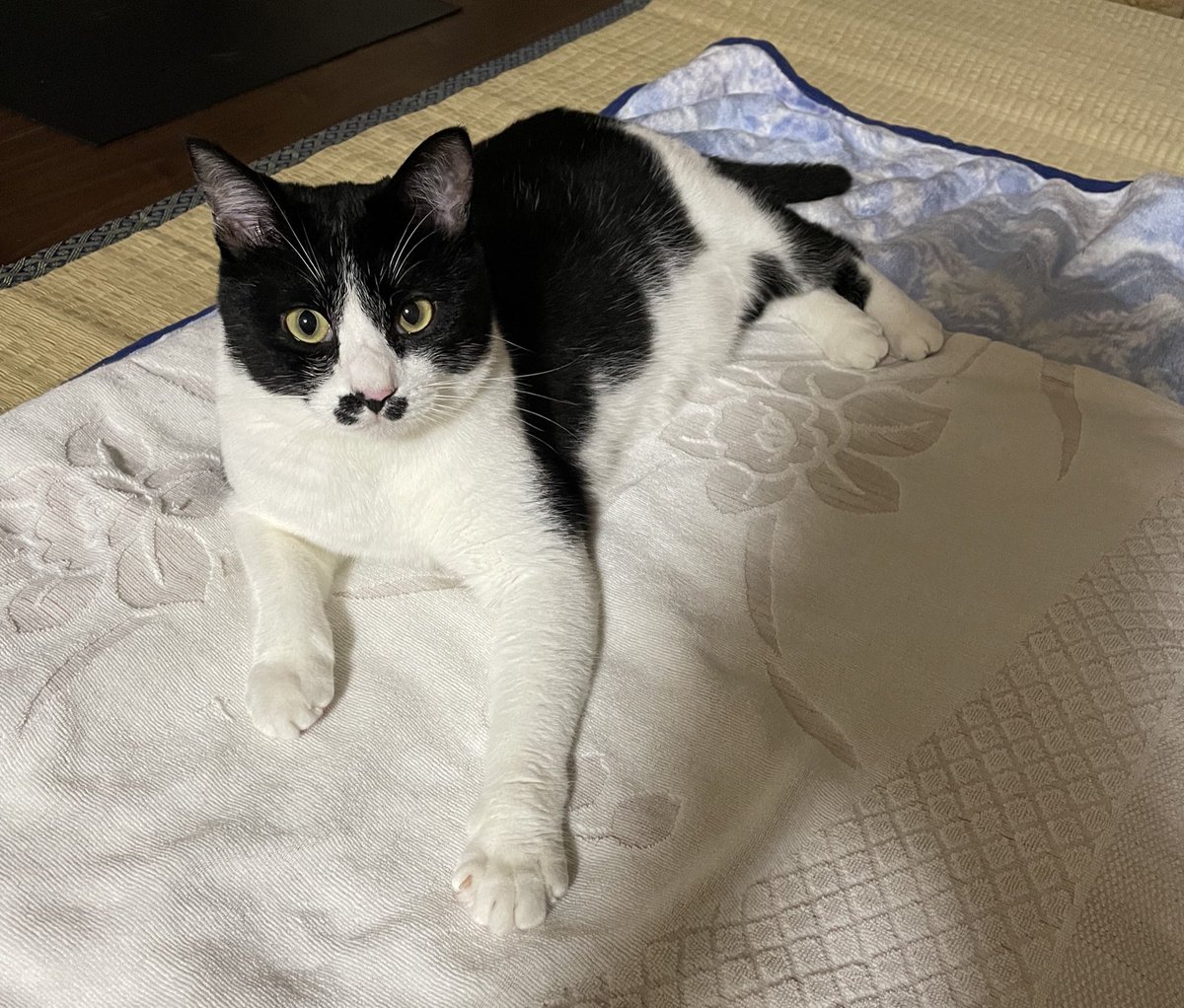iwamizawa46's tweet image. 実は昨年よりネコ教に入信して、毎日教祖様のお世話をしております。教義は態度で示されます。最近は「人間よ、忙しく動くな!横になれ!」と言わんばかりに人の寝床を奪います。
ありがたいことにお布施は現金よりチュール、不動産より美味いご飯、高級車よりおもちゃ、だそうです。