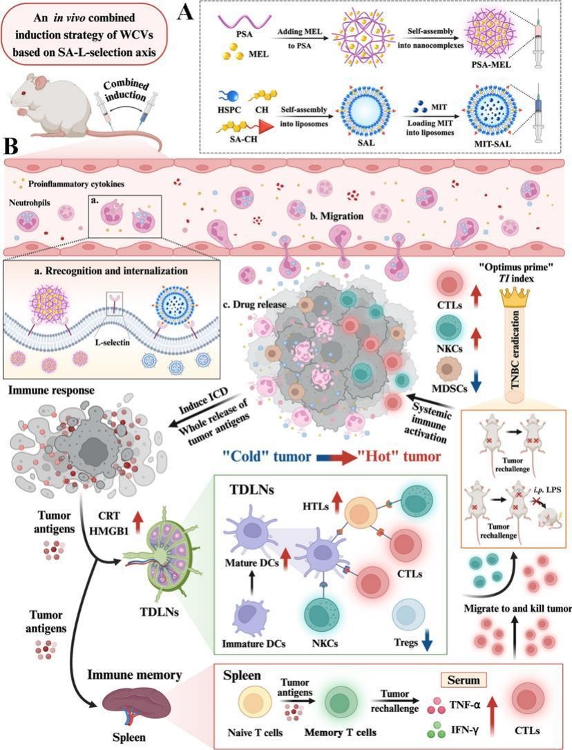 JCRnEDITORS's tweet image. An in vivo combined induction strategy of whole cancer cell vaccines triggers systemic immunity to eradicate triple-negative breast cancer.
| Yihui Deng, Shenyang Pharmaceutical Univ. |
[50 days&apos; free access]
#CancerVaccine 
kwnsfk27.r.eu-west-1.awstrack.me/L0/https:%2F%2…