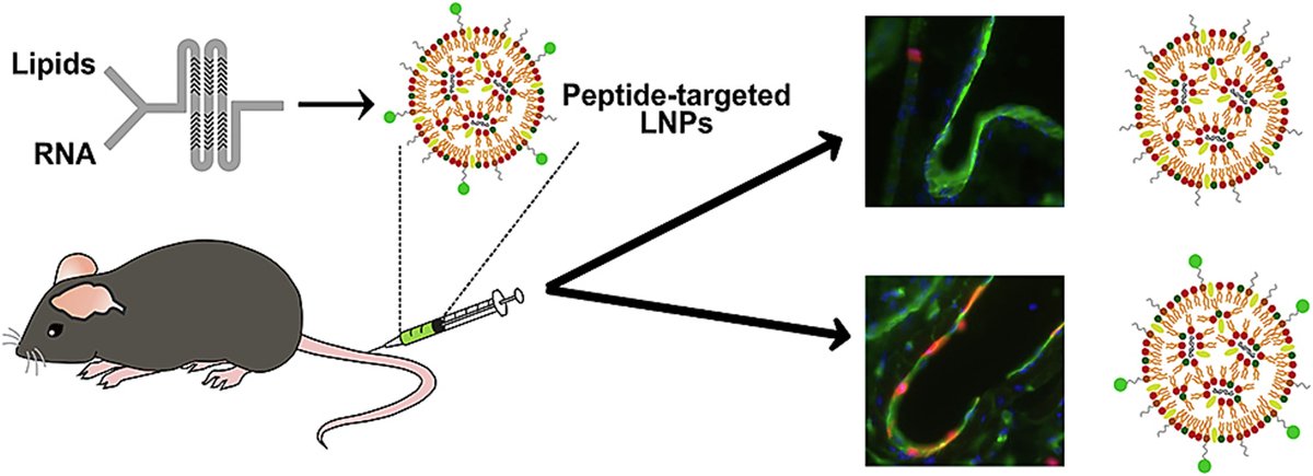 JCRnEDITORS's tweet image. Formulation methods for peptide-modified lipid nanoparticles.
| Ester J. Kwon @ucsdbe |
[50 days&apos; free access]
#LipidNanoparticle #peptide #formulation
kwnsfk27.r.eu-west-1.awstrack.me/L0/https:%2F%2…