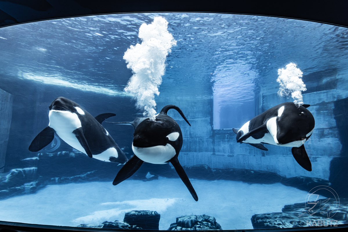 curve_ni's tweet image. #これでフォロワーさんが増えました
2022年の夏、名古屋港水族館で撮ったシャチ3頭合流です。思いつきでEOS R5をCanonオンラインストアで注文し、当初は納期未定だったのに1週間で届き、初めて持って出かけたのがこの日でした。水族館写真家になるはじめの一歩だったと思う。