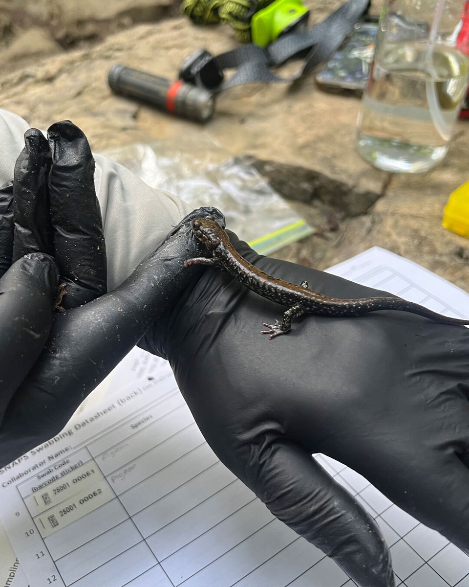 SNAP-ping up a precious smidgen of Pigeon!⁠

AF Research Coordinator Roxana Peña Popo and our Conservation Research Bridge Program's Research Assistants have been participating in the study being  conducted by the Student Network for Amphibian Pathogen Surveillance  (S.N.A.P.S)!