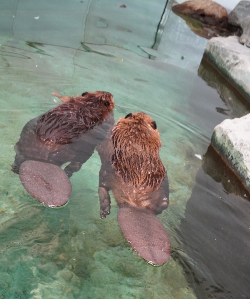 nya_715's tweet image. オニオオハシ。アメリカビーバー。求愛中のクジャクw