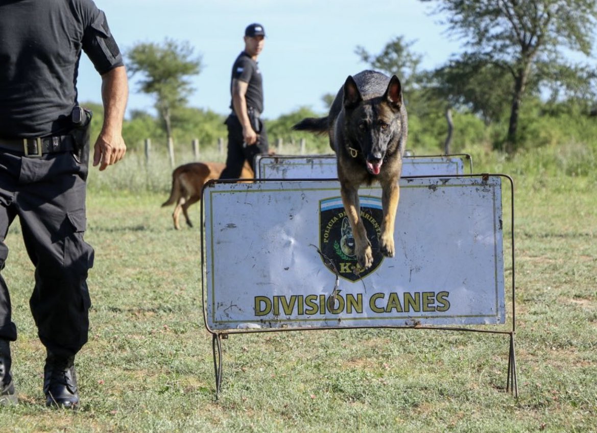 alfrevallejosok's tweet image. En el Día Mundial del Perro, reconocemos con orgullo a nuestros compañeros de la División Especial de Canes.
Gracias por cuidarnos con el corazón y el instinto. 💙👮♂️🐶