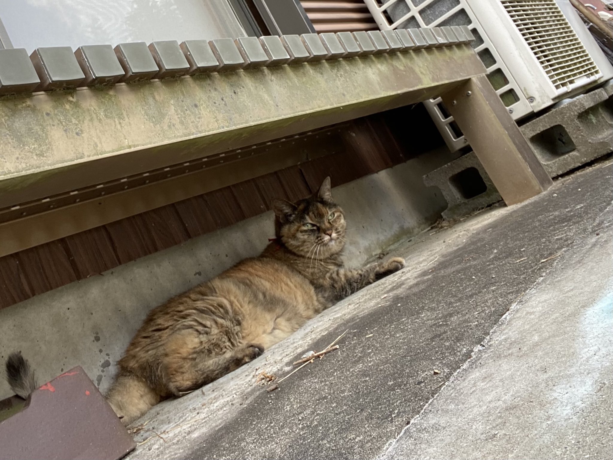 猫先輩  2点 ねこ先輩 on X: 