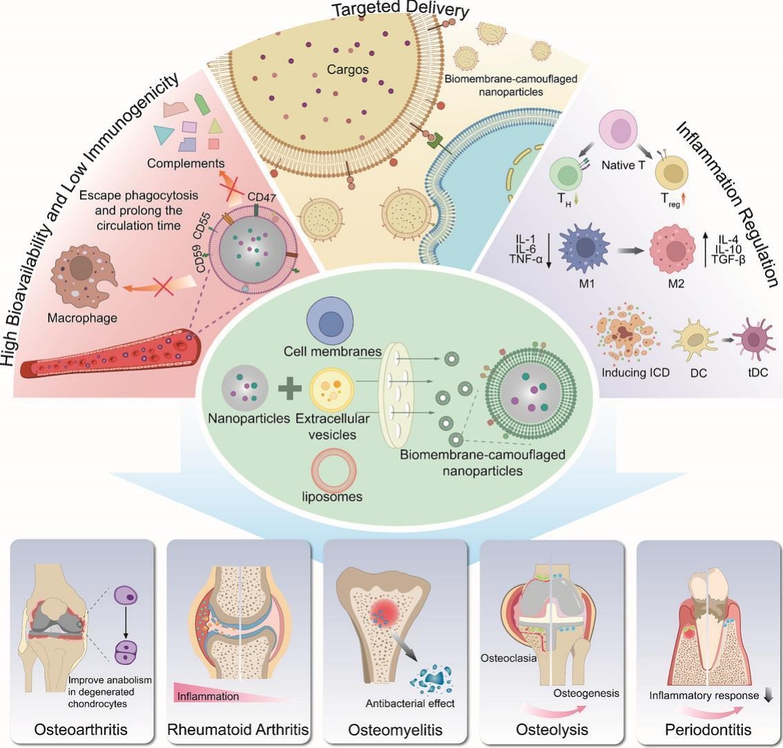 JCRnEDITORS's tweet image. Engineered biomembrane-camouflaged nanoparticles: Promising strategies to treat inflammatory skeletal diseases.
| Mingru Bai @SCUCN |
[50 days&apos; free access]
#MembraneCoating #SkeletalDisease
kwnsfk27.r.eu-west-1.awstrack.me/L0/https:%2F%2…