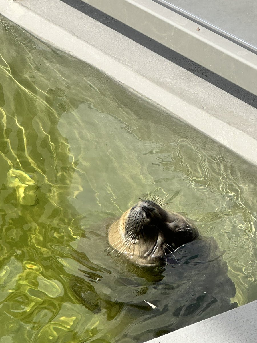 RealGallop22194's tweet image. a little chill bean🦭💤
#WEC
#WEC_Waddenzee
#Zeehondencentrum