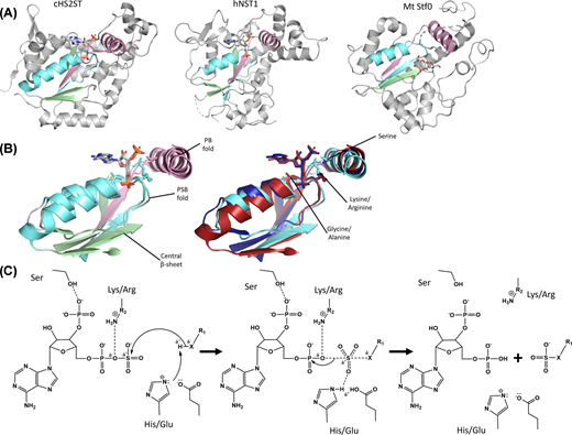 Portland Press (@pppublishing) on Twitter photo This review explores the world of polysaccharide sulfotransferases (PSTs) and highlights key advancements in their annotation and biochemical analysis. doi.org/10.1042/EBC202… This review explores the world of polysaccharide sulfotransferases (PSTs) and highlights key advancements in their annotation and biochemical analysis. doi.org/10.1042/EBC202…
