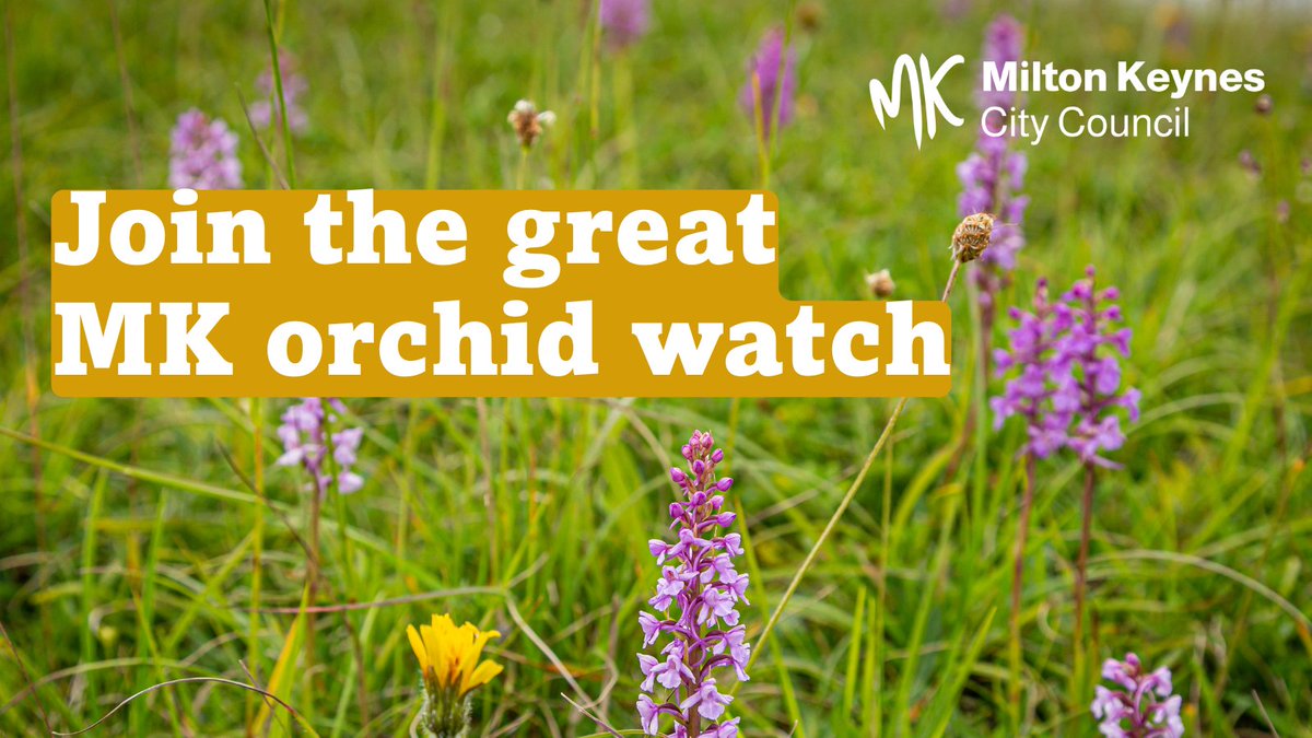 If you spot an orchid (safely) on our grass verges, we want to know about it. Learn more here: tinyurl.com/4snhn2pj