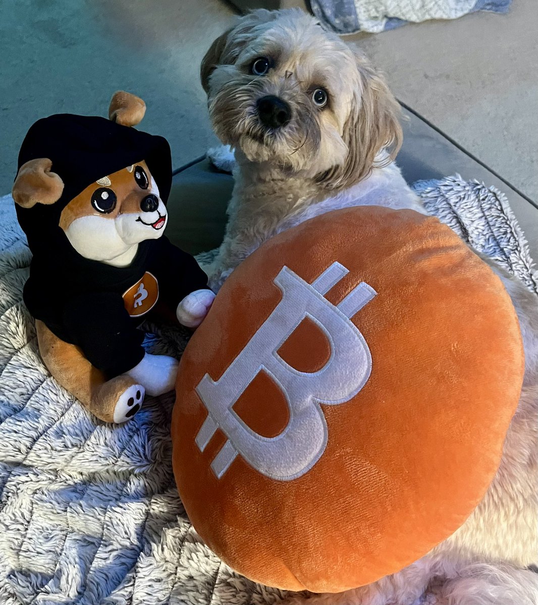 Gm to all the $DOG lovers out there 🐶