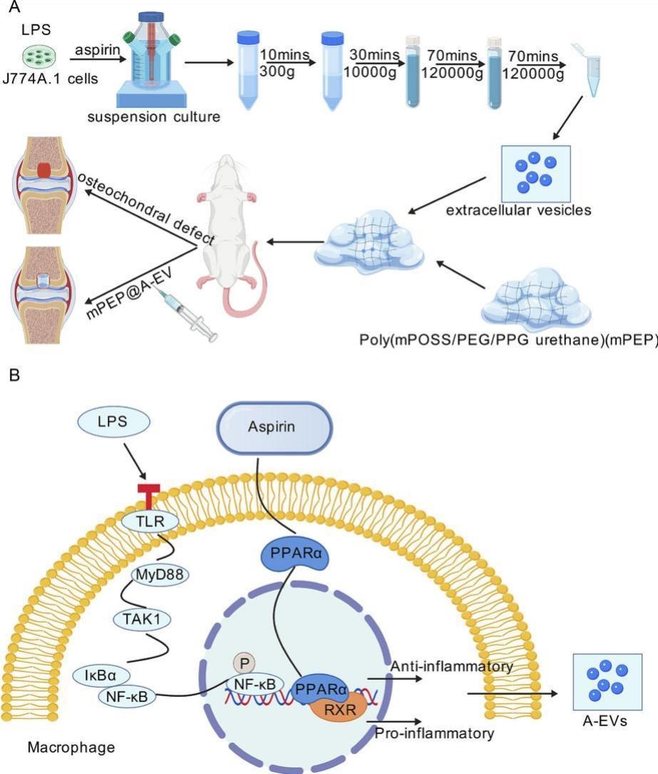 JCRnEDITORS's tweet image. Extracellular vesicles derived from aspirin-treated macrophages promote osteochondral tissue regeneration.
| Shao-Jie Wang @xmuchina |
[50 days&apos; free access]
#ExtracellularVesicle #macrophage #TissueRegeneration 
kwnsfk27.r.eu-west-1.awstrack.me/L0/https:%2F%2…