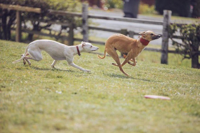DurhamWASP's tweet image. I have a dog of Blenheim birth,
With fine long ears and full of mirth;
And sometimes, running o'er the plain,
He tumbles on his nose:
But quickly jumping up again,
Like lightning on he goes!
John Ruskin