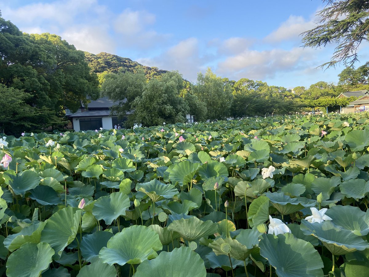 infra_kiyo's tweet image. 巷では今は夏という季節ですが、僕にはついに春が来ました🌸
これから末長くよろしくお願いします！