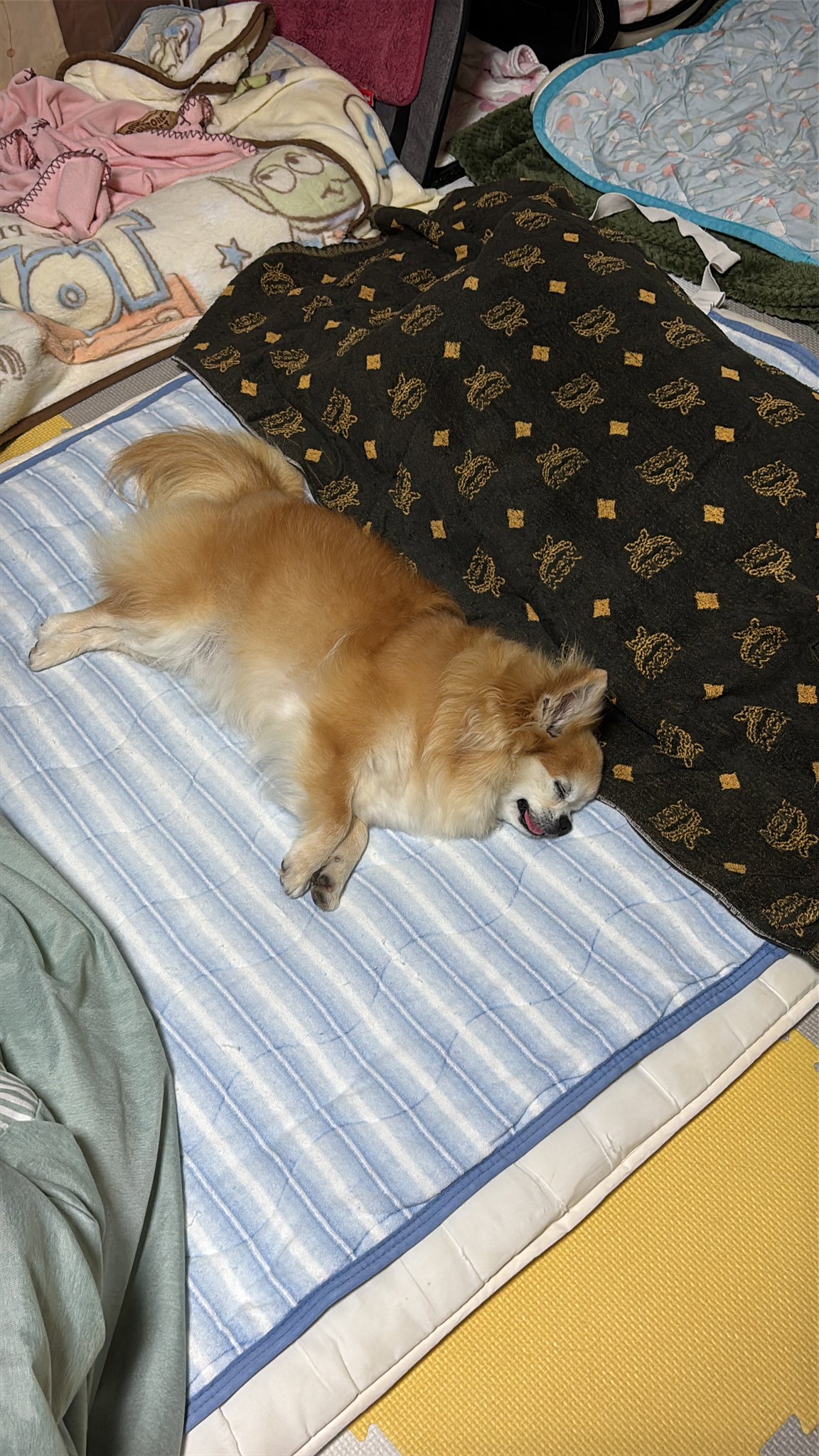 小チビちゃん 1月4日に保護したCB(チビ）ちゃん、もう膝の上でくつろぐくらい