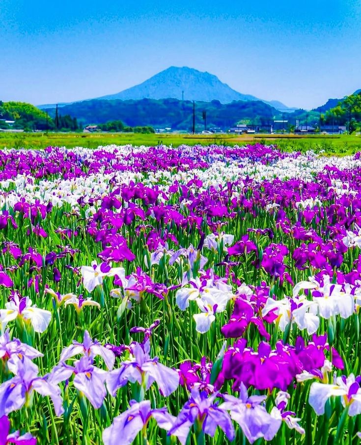 🏞️💜🏞️💜🏞️💜🏞️💜🏞️💜🏞️💜🏞️💜🏞️🤍🏞️🤍🏞️🤍🏞️🤍🏞️🤍🏞️🤍🏞️🤍