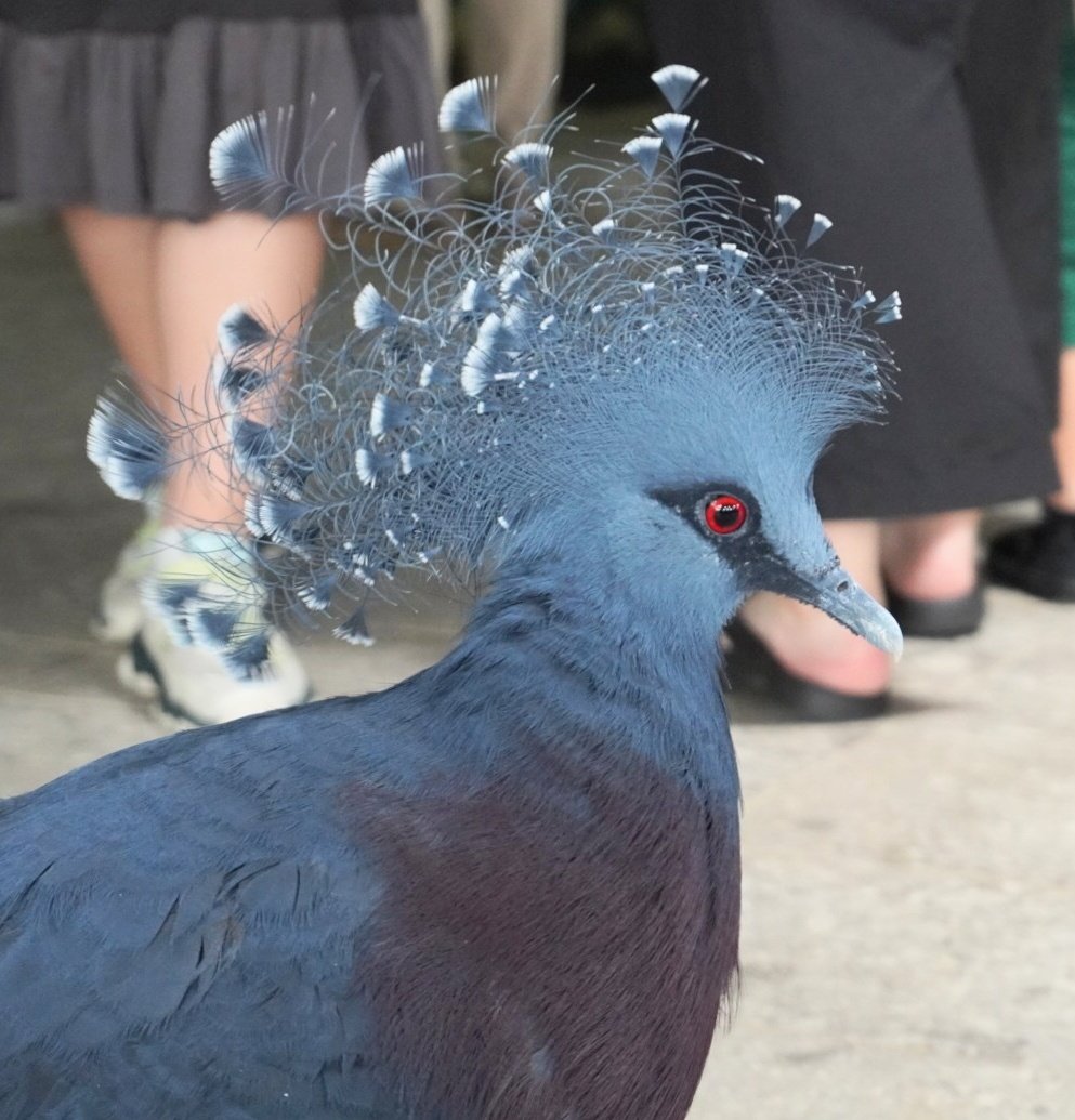 nya_715's tweet image. レースのようなきれいなカンムリ。オウギバト。