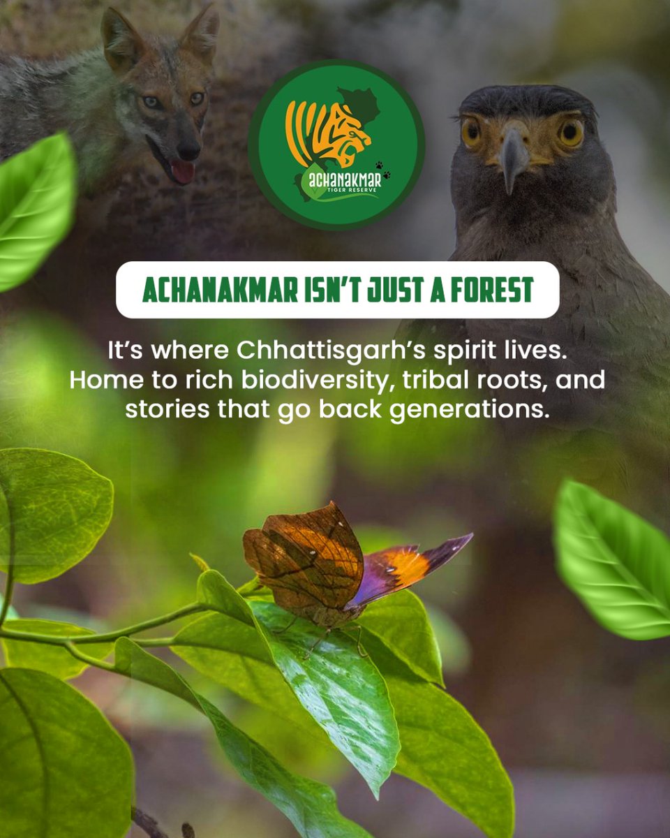 AchanakmarTiger's tweet photo. Achanakmar isn't just a forest — it's the soul of Chhattisgarh.
A land of wild wonders, tribal heritage, and stories whispered through ancient trees.

#Achanakmar #AchanakmarTigerReserve #HeartOfChhattisgarh #WildChhattisgarh #JungleKiKahaniyan #SoulOfTheForest #TribalRoots https://t.co/wQQdLKJTQk