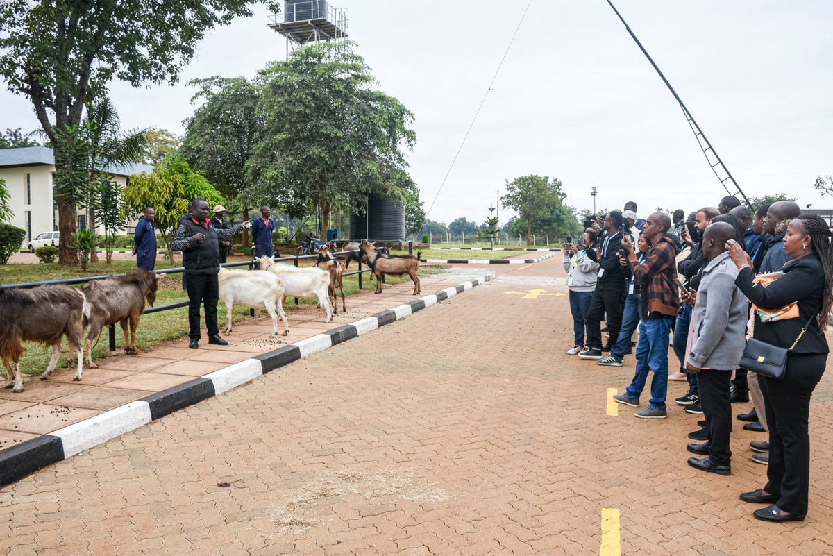 chuka__uni's tweet image. Day eight featured a specialized field trip to the Kenya Animal Genetic Resources Centre (KAGRC) in Kirinyaga County, offering hands-on exposure to goat artificial insemination (AI) technologies.
Participants explored every stage of the AI process, including semen collection,…