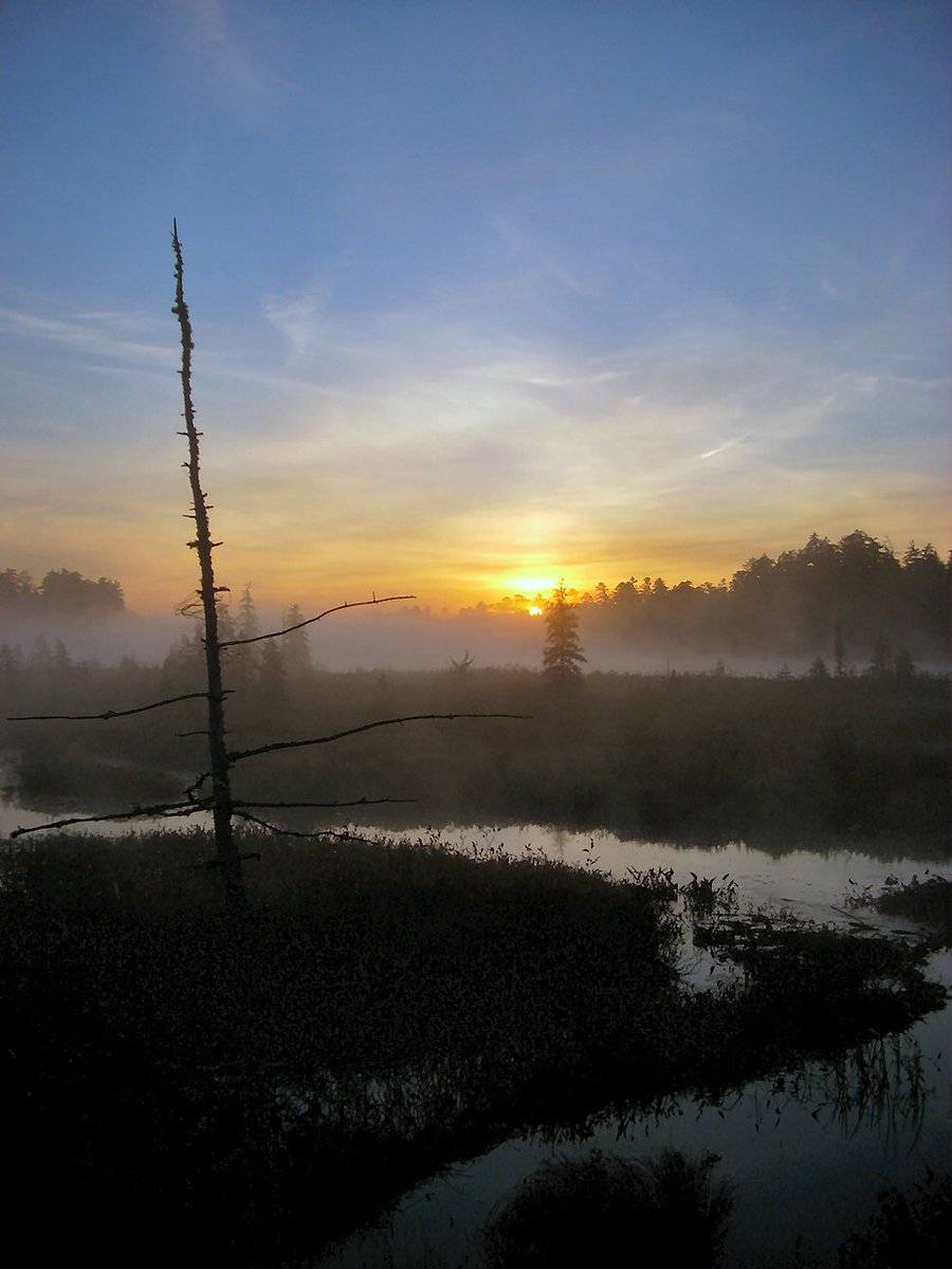 shagbark_hick's tweet image. The elderly chain-smoking lady at the gas station in the Adirondacks has spoken:
"fall's coming early this year, I can tell."
It was 46 degrees last night. We are entering summer's final weeks. Soon: endless dark rain, sweaters, cider.