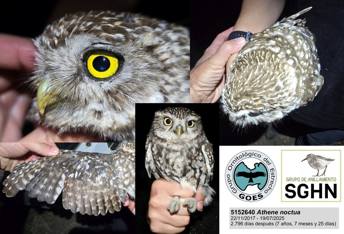 Durante una jornada de anillamiento nocturno de chotacabras, capturamos un mochuelo europeo (Athene noctua) con anilla metálica nº 5152640. ¡Sorpresa! Había sido anillado por José L. Garzón (MILVUS-GOES) el 22/11/2017 en la misma zona.

🧵1/3