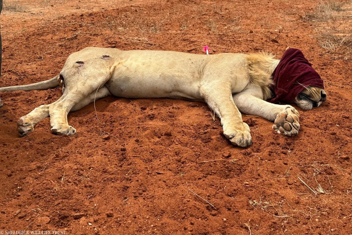 SheldrickTrust's tweet image. Yesterday, our Sky Vet initiative came into play in order to treat an injured lion in Sangayaya. The lion had sustained a a number of wounds to his back right leg, including a puncture wound on the hamstring — likely sustained from a buffalo's horns during a hunt.
Despite the…