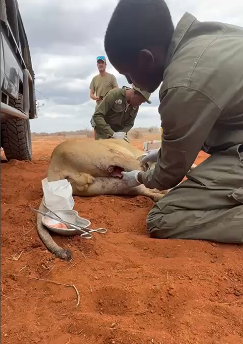 SheldrickTrust's tweet image. Yesterday, our Sky Vet initiative came into play in order to treat an injured lion in Sangayaya. The lion had sustained a a number of wounds to his back right leg, including a puncture wound on the hamstring — likely sustained from a buffalo's horns during a hunt.
Despite the…