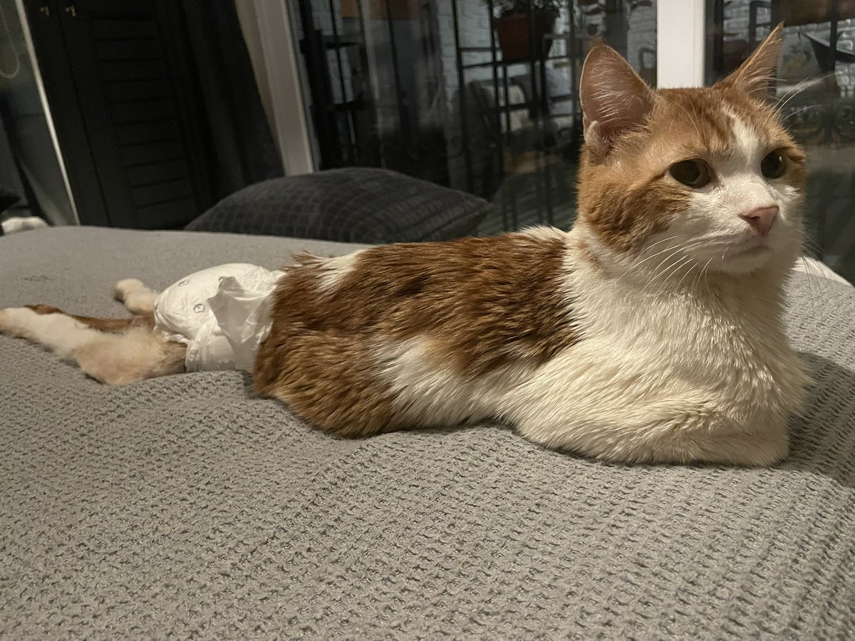 Kısacık ömrünün ardından hep hatırda tutmak zorunda olduğumuz bir hikâye var: Kiki cins kedi değildi ve engelliydi. Az zamanda hepimizin evine girebildiyse yaşam hakkına ve istencine sahip çıkan birileri sayesinde oldu. Ne mutlu ki bu dünyadan bir Kiki geçti, güzelliğine şahidiz.