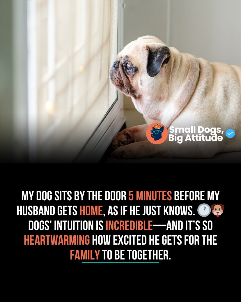 SmlDogs_BigAtti's tweet image. My dog sits by the door 5 minutes before my husband gets home, as if he just knows. 🕐🐶 Dogs' intuition is incredible—and it’s so heartwarming how excited he gets for the family to be together.
#DogsKnow #FamilyLove #SmartDog
