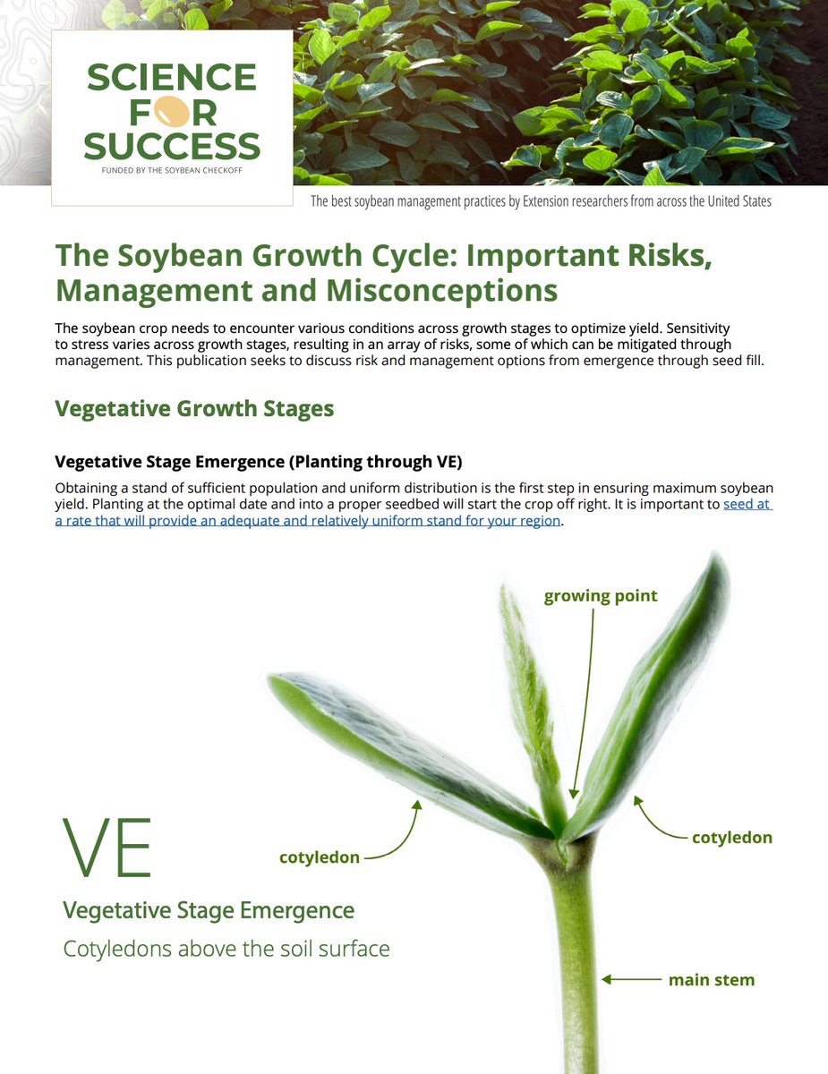 SoybeanScience1's tweet image. Soybeans face different stresses at each stage. Understand all of the stages and which risks matter most. Management can make the difference between average and exceptional yields. ow.ly/4uzK50Wbz61
