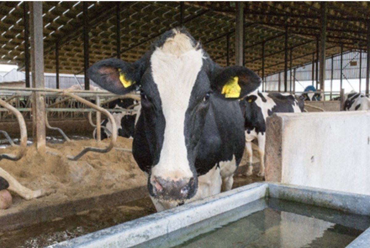 ruminanthw's tweet image. With high temperatures and increased humidity across the UK, farmers should closely monitor herds for signs of heat stress and be proactive in ensuring housing, feed and water are used effectively to mitigate the risk. Read guidance from NADIS here: bit.ly/4lyLIDw
