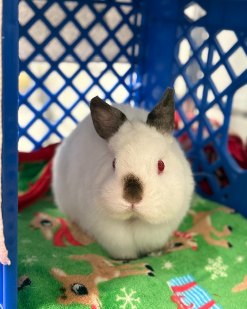 YourSPCA's tweet image. Albert is basically a marshmallow with opinions.