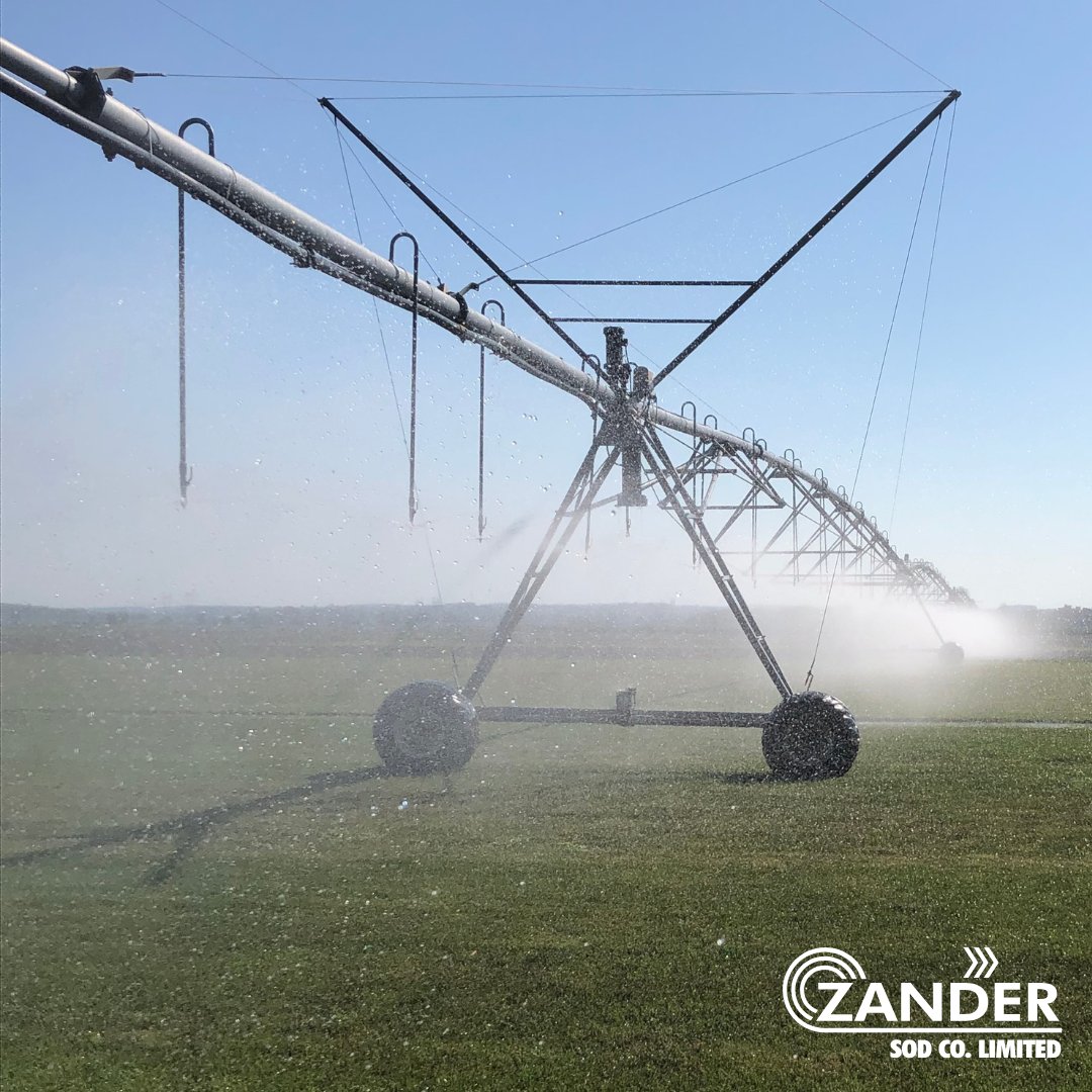 How do we keep our #sod green in the heat of the summer? We rely mostly on rainfall but when Mother Nature has a different idea, we supplement with irrigation. As well, we seed with TWCA varieties that are more drought tolerant.

Visit l8r.it/hjej for more info.