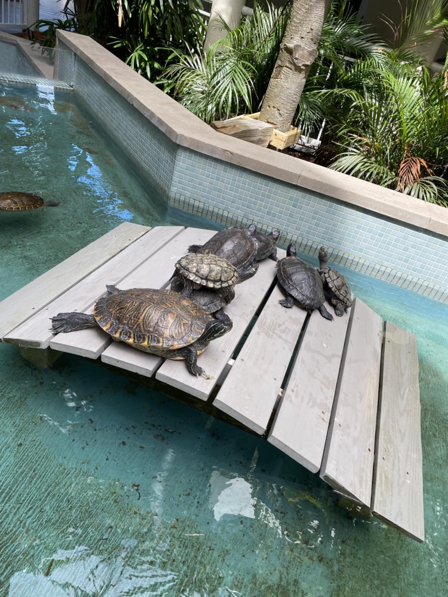 PartyInKeyWest's tweet image. Actual footage of us recovering from the weekend. #keywest #mondaymotivation #weekendrecovery

More: PartyinKeyWest.com/wp/
Follow us: @PartyInKeyWest
Hashtag us: #PartyInKeyWest
