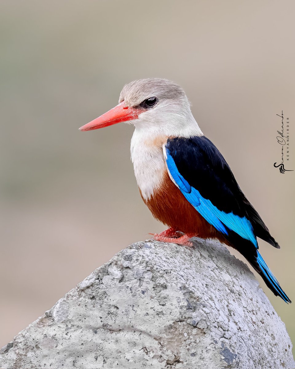 Kenyabirder's tweet image. Grey-headed Kingfisher in Homa Bay