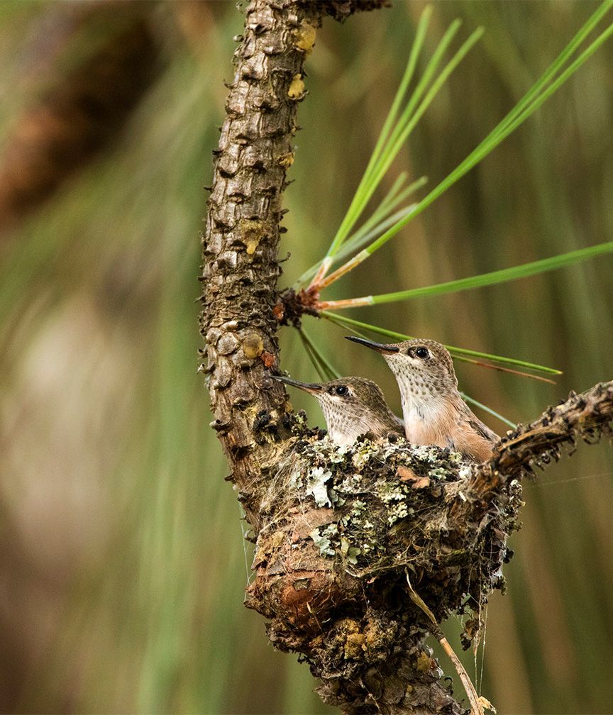 Looking for a hummingbird nest? Think small. Nope, even smaller than that! Most hummingbird nests are only 2 in across and 1 in deep. Their eggs are about the size of a breath mint! Have you ever spotted a tiny hummingbird nest?

📷: Calliope Hummingbird by Christine Haines