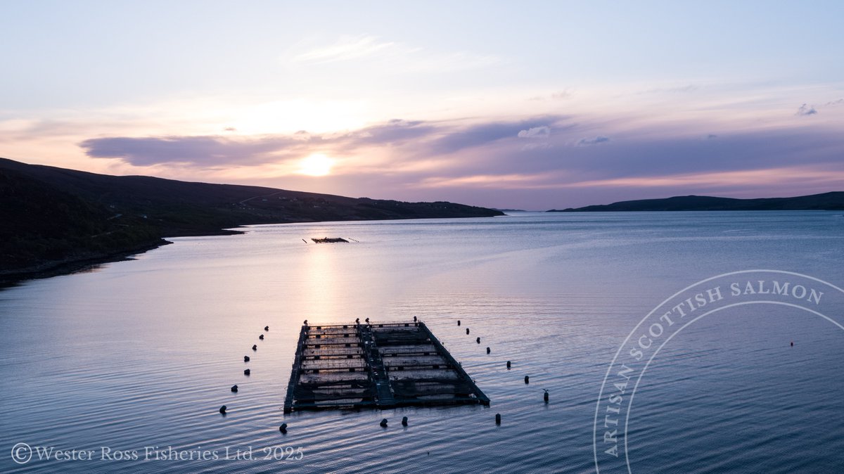 No two days are the same on the farm. Loch-side sunrises, fresh Highland air, and hands-on care, our teams are on the water daily, observing, feeding, and tending to each salmon. We take a personal approach to ensure every salmon thrives.

#salmonfarming
#enjoywork
#workingatsea