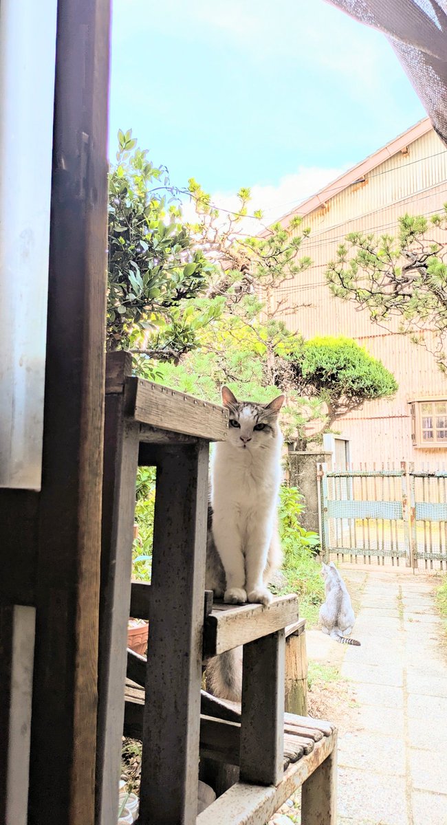 2610Am's tweet image. 色々な猫
#猫のいる暮らし