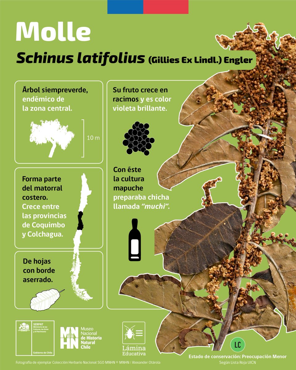 Este tercer lunes de medio julio también es educativo, con las súper láminas preparadas por nuestra Área de Educación 👩🏻‍🏫
Hoy les compartimos una interesante gráfica sobre el molle 🌿 😊